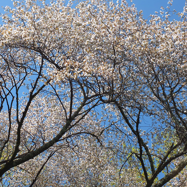 山桜の花の写真