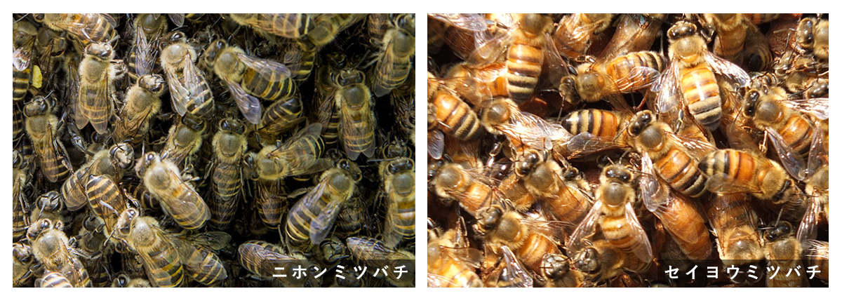 ニホンミツバチとセイヨウミツバチ