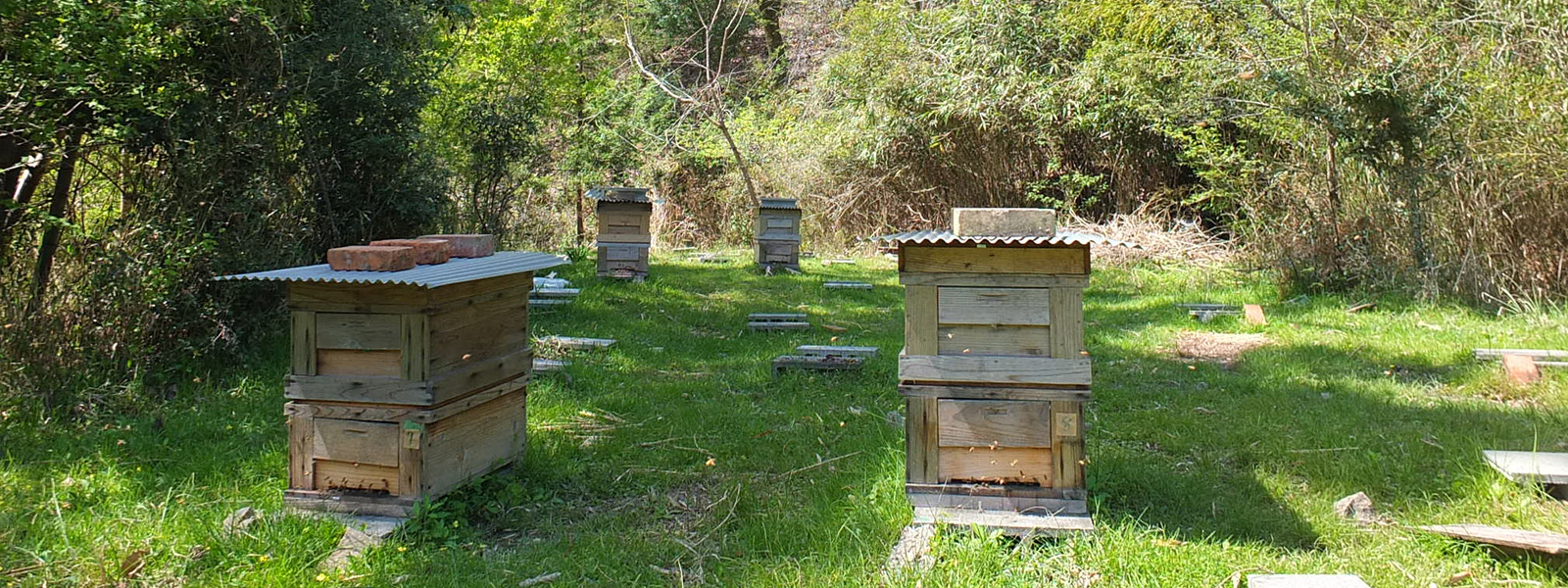 養蜂家の写真